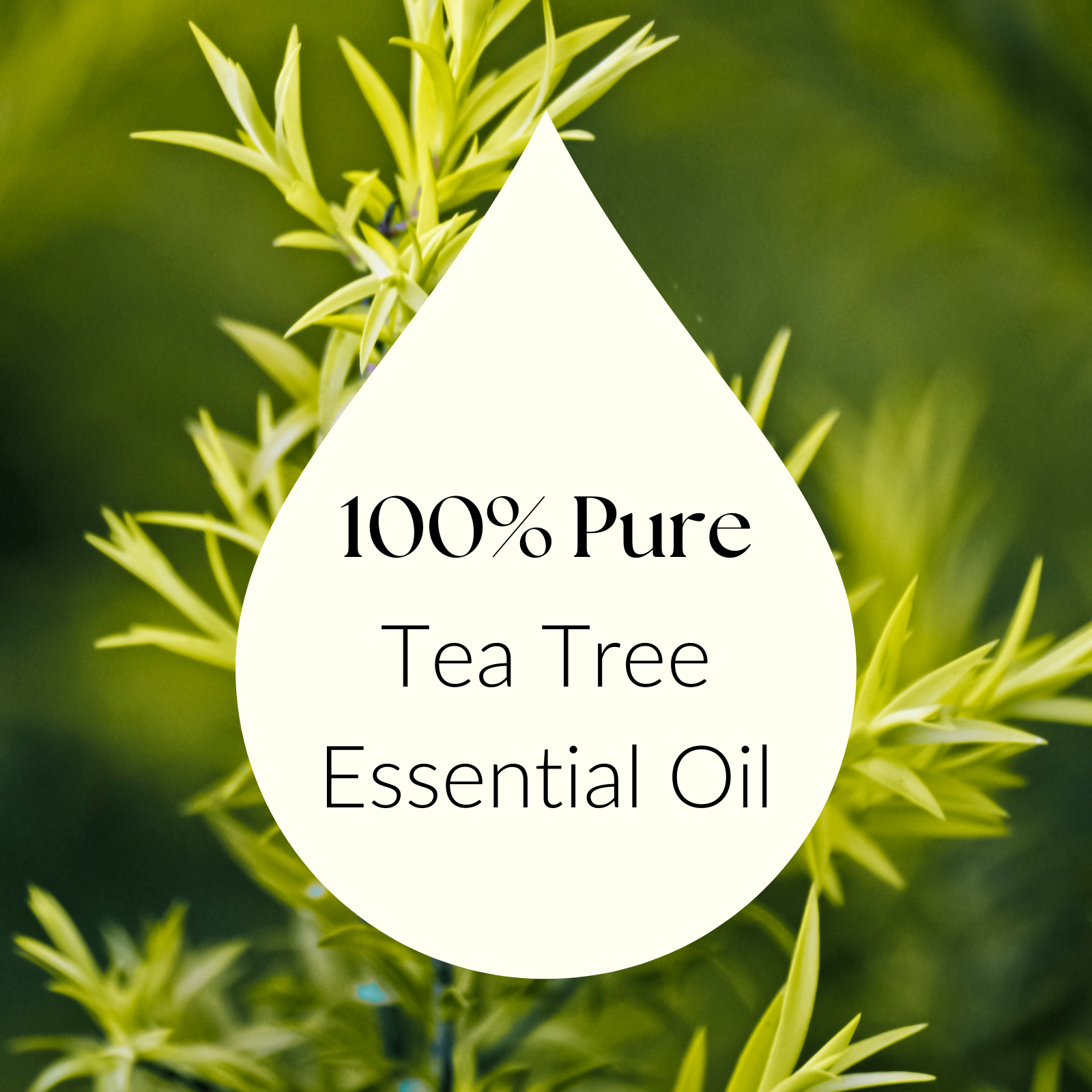 Premium Tea Tree essential oil, designed for cleansing and soothing applications
